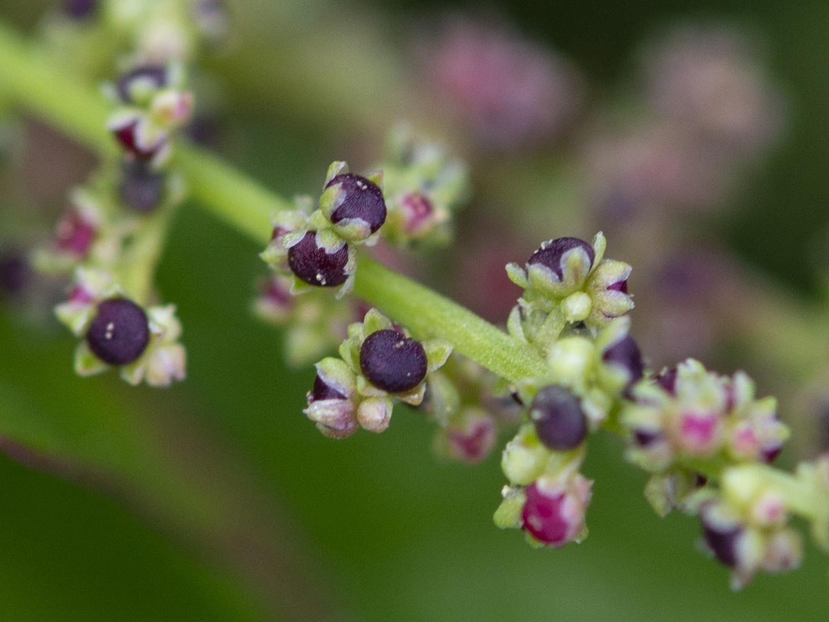 Chenopodium polyspermum